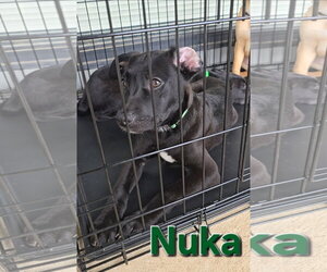 Nuka - Male American Pit Bull Terrier-German Shepherd Dog Mix Dog for Adoption - Photo #11