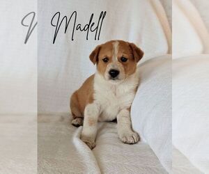 Australian Cattle Dog-Catahoula Leopard Dog Mix Puppy for sale in BARRY, TX, USA