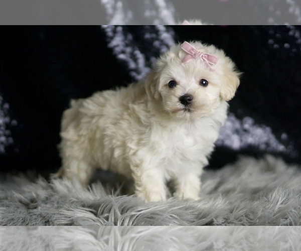 Medium Photo #5 Maltipoo Puppy For Sale in WARSAW, IN, USA