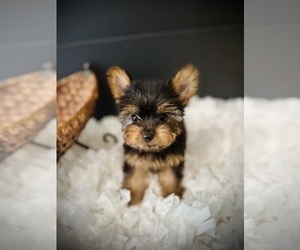 Yorkshire Terrier Puppy for sale in CROSSVILLE, TN, USA