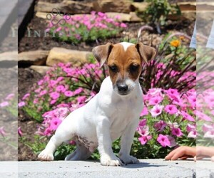 Jack Russell Terrier Puppy for sale in ATGLEN, PA, USA