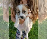 Small Photo #2 Jack Russell Terrier Puppy For Sale in IDAHO FALLS, ID, USA