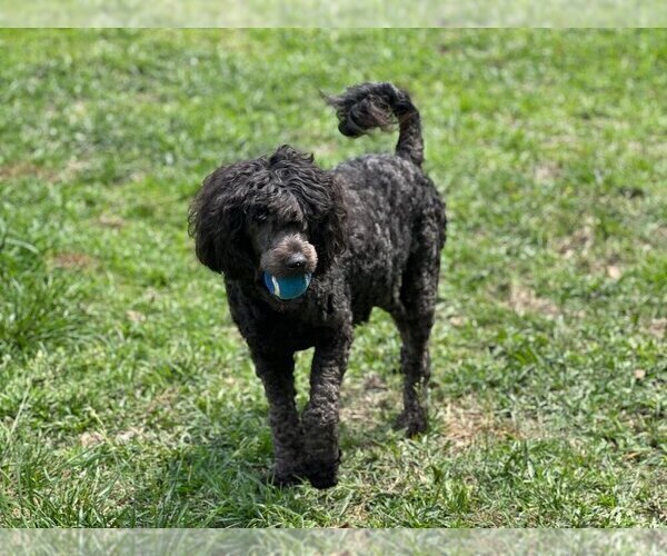 Medium Photo #1 Aussiedoodle Puppy For Sale in CONWAY, SC, USA
