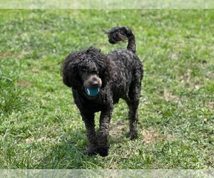 Mother of the Aussiedoodle puppies born on 04/29/2026