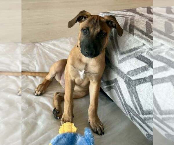 Medium Photo #1 American Pit Bull Terrier-Unknown Mix Puppy For Sale in Imlay City, MI, USA