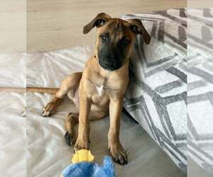 American Pit Bull Terrier-Unknown Mix Dogs for adoption in Imlay City, MI, USA