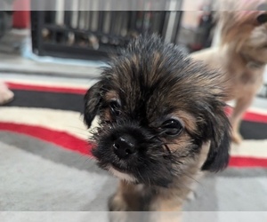 Shorkie Tzu Puppy for sale in HYATTSVILLE, MD, USA