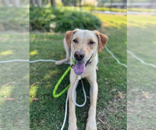 Medium Photo #3 Labrador Retriever-Unknown Mix Puppy For Sale in Holly Springs, NC, USA
