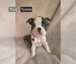 Puppy Tootsie Boston Terrier