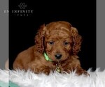 Small #2 Goldendoodle-ShihPoo Mix