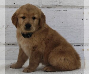 Golden Retriever Puppy for sale in FREDERICKSBURG, OH, USA