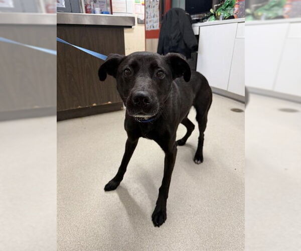 Medium Photo #2 Pointer-Siberian Husky Mix Puppy For Sale in Fairbanks, AK, USA