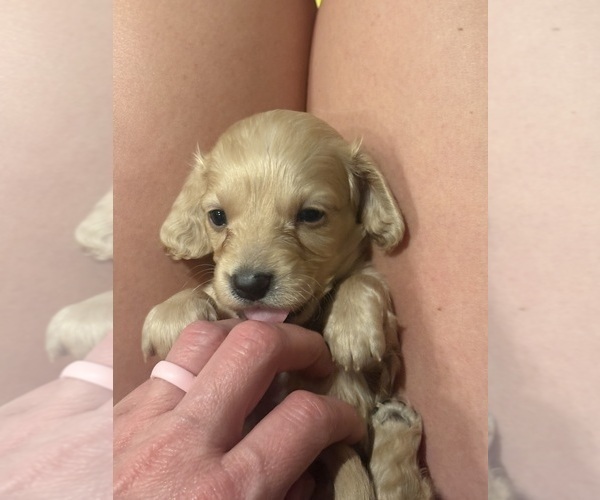 Medium Photo #6 Dachshund Puppy For Sale in MARSHFIELD, MO, USA