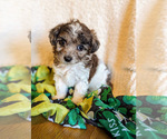 Small Photo #6 Poodle (Toy) Puppy For Sale in SPARTA, MO, USA