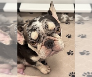 Mother of the French Bulldog puppies born on 07/03/2025
