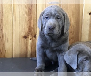Labrador Retriever Puppy for sale in FREDERICKSBURG, OH, USA