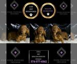 Small Photo #48 Dachshund Puppy For Sale in WARSAW, IN, USA