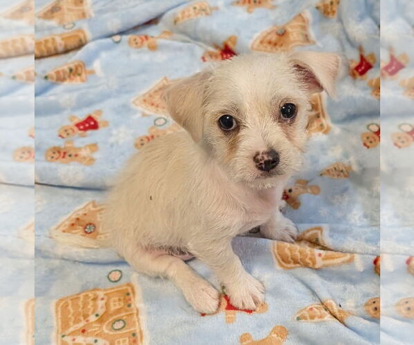 Medium Photo #3 Shih Tzu Puppy For Sale in The Woodlands, TX, USA