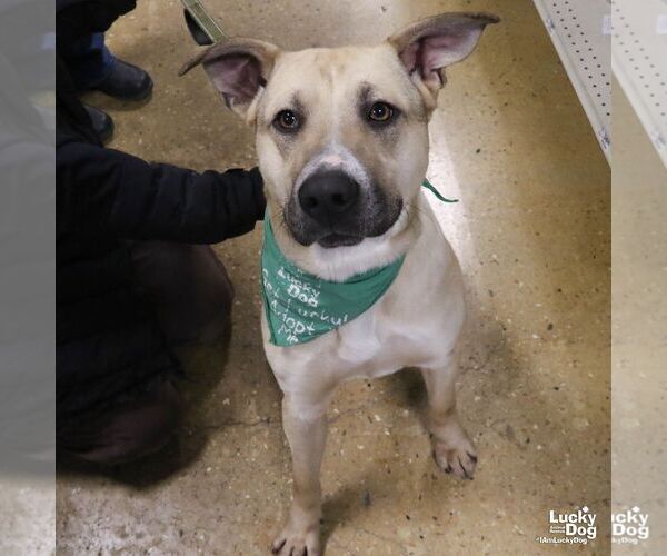 Medium Photo #1 Mutt Puppy For Sale in Washington, DC, USA