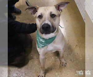 Mutt Dogs for adoption in Washington, DC, USA