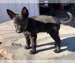 Puppy Knox Belgian Malinois
