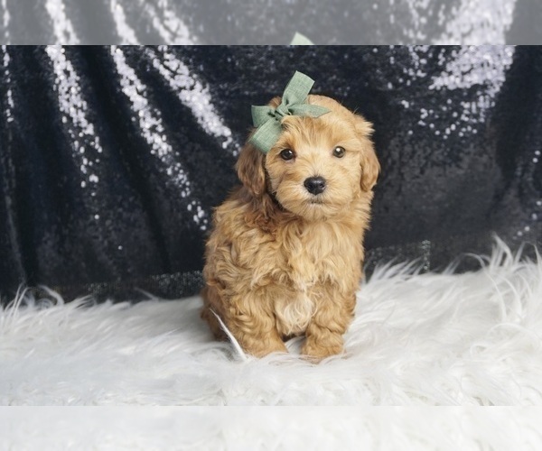 Medium Photo #4 Maltipoo Puppy For Sale in WARSAW, IN, USA