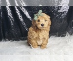 Small Photo #116 Maltipoo Puppy For Sale in WARSAW, IN, USA