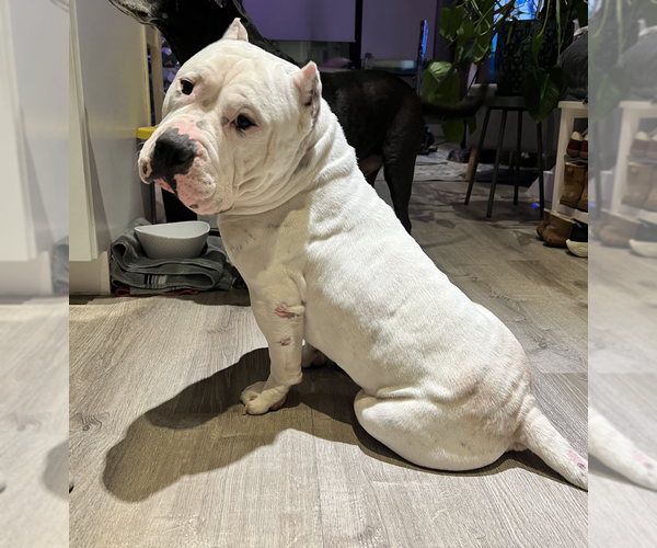 Medium Photo #1 American Bulldog-Unknown Mix Puppy For Sale in Brooklyn, NY, USA