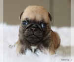 Small #6 Pug