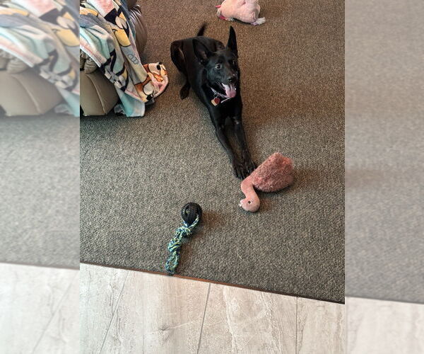 Medium Photo #3 German Shepherd Dog-Unknown Mix Puppy For Sale in Aurora, IN, USA