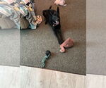 Small #2 German Shepherd Dog Mix