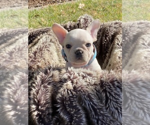 French Bulldog Puppy for sale in RIVERSIDE, CA, USA