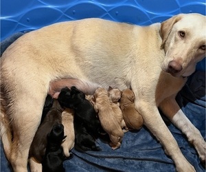 Mother of the Labrador Retriever puppies born on 05/29/2025