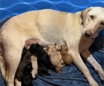 Small Photo #1 Labrador Retriever Puppy For Sale in COFIELD, NC, USA
