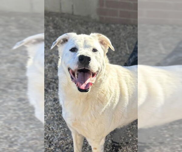 Medium Photo #2 Labrador Retriever-Unknown Mix Puppy For Sale in Matawan, NJ, USA