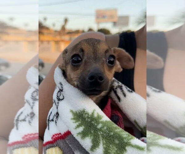 Medium Photo #8 Chihuahua Puppy For Sale in San Diego, CA, USA