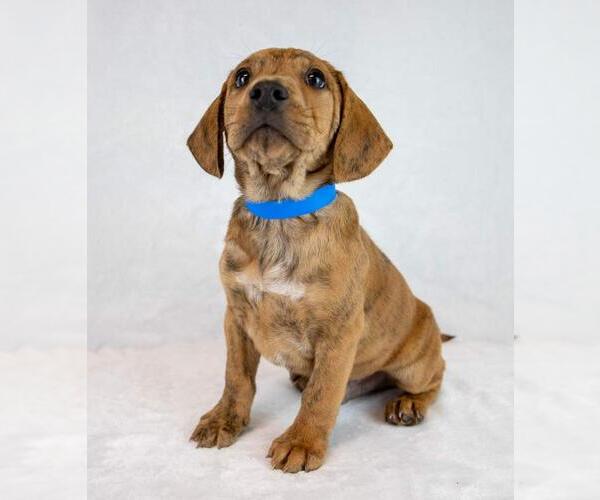 Medium Photo #4 Beabull Puppy For Sale in Kennesaw, GA, USA