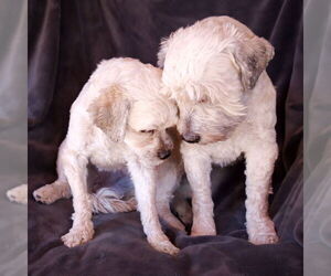 Poovanese Dogs for adoption in Albuquerque, NM, USA