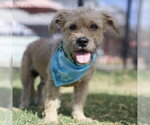 Small Mutt