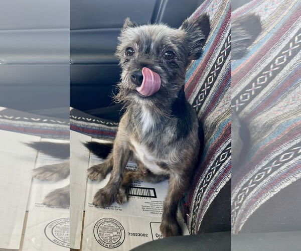 Medium Photo #1 Mutt Puppy For Sale in Lancaster, CA, USA