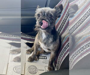 Mutt Dogs for adoption in Lancaster, CA, USA