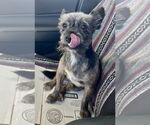 Small Mutt