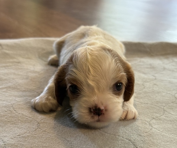 Medium Photo #3 Cavalier King Charles Spaniel Puppy For Sale in GUTHRIE, OK, USA