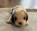 Puppy Puppy 2 Cavalier King Charles Spaniel