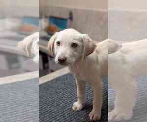 Labrador Retriever-Unknown Mix Dogs for adoption in Fort Worth, TX, USA