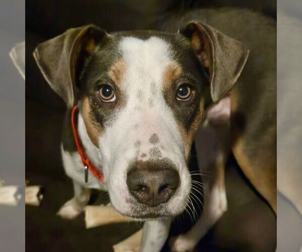 Medium Photo #4 Mutt Puppy For Sale in Canton, CT, USA