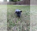 Small #10 French Bulldog