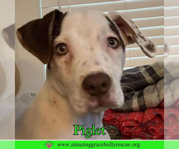 Medium Photo #12 Jack Russell Terrier-Unknown Mix Puppy For Sale in Pensacola, FL, USA