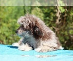 Small #21 ShihPoo