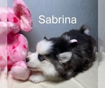 Puppy Sabrina Pomsky